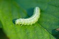 The big green caterpillar on leaf Royalty Free Stock Photo