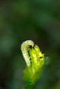 The big green caterpillar on leaf Royalty Free Stock Photo