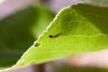 The big green caterpillar on a leaf Royalty Free Stock Photo