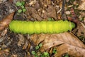 Caterpillar of a luna moth in New Hampshire woods. Royalty Free Stock Photo