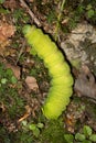 Caterpillar of a luna moth in New Hampshire woods. Royalty Free Stock Photo