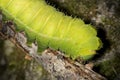 Caterpillar of a luna moth in New Hampshire woods. Royalty Free Stock Photo