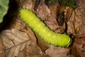 Caterpillar of a luna moth in New Hampshire woods. Royalty Free Stock Photo