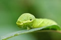 Big green caterpillar (Papilio dehaanii) Royalty Free Stock Photo