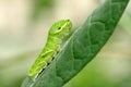 Big green caterpillar (Papilio dehaanii) on a leaf Royalty Free Stock Photo