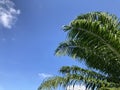 Big green coconut palm leaf stalk with a bright blue sky Royalty Free Stock Photo