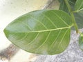 Big green color leaf of Tropical Almond tree Royalty Free Stock Photo