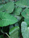 Xanthosoma sagittifolium leaves