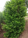 Big Green Custard Apple Tree At The Forest