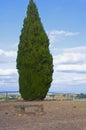 Big green cypress tree and small stone bench, blue sky. Autumn, Seville, Spain Royalty Free Stock Photo