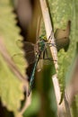 Big green dragonfly clings to a reed