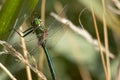 Big green dragonfly clings to a reed