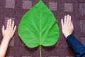 big green eco leaf of catalpa bignonioides size in comparation with childrens hands put on brown carpet Royalty Free Stock Photo