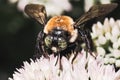 A big green-eyed male Eastern Carpenter Bee Xylocopa virginica feeding on white sedum flowers. Royalty Free Stock Photo