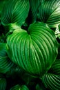 Big Green Facture Leaves Background. Summer Garden Plant, Vibrant Color, Vertical Image