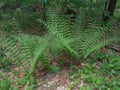 Big green fern in the forest