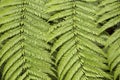 Big Green fern leaves detailed