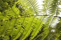 Big Green fern leaves detailed