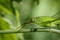 Big green forest grasshopper with long antennae on a leaf Royalty Free Stock Photo