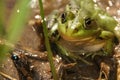 Big green frog close up