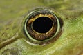 Big green frog eyes Royalty Free Stock Photo