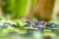 Big green frog lurking in a pond for insects like bees and flies in close-up-view and macro shot shows motionless amphibian with b Royalty Free Stock Photo