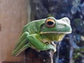 Big green frog sitting on a branch Royalty Free Stock Photo