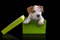 Cute puppy American Staffordshire Terrier in green giftbox with lid on a black background Royalty Free Stock Photo