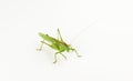 Big green grasshopper Royalty Free Stock Photo