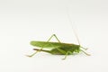 Big green grasshopper Royalty Free Stock Photo