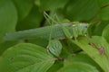 A big green grasshopper with brown back.