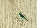 Big green grasshopper cricket on a house wall