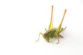 Big green grasshopper isolated on white . animal isolated on a white background Royalty Free Stock Photo