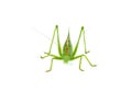 Big green grasshopper isolated on white Royalty Free Stock Photo