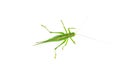 Big green grasshopper isolated on white Royalty Free Stock Photo