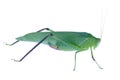 big green grasshopper isolated on white background Royalty Free Stock Photo