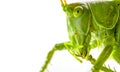 Big green grasshopper on white background close up Royalty Free Stock Photo