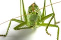 Big green grasshopper on white background close up Royalty Free Stock Photo