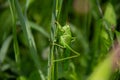 Big green grasshopper on the leaf of green grass. Royalty Free Stock Photo