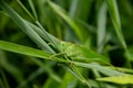 Big green grasshopper on the leaf of green grass. Royalty Free Stock Photo