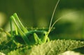 Big green grasshopper on the leaves Royalty Free Stock Photo