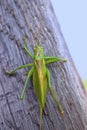 Big green grasshopper on log closeup insect Royalty Free Stock Photo