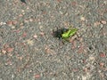 Big green grasshopper on the pavement. Locust insect.