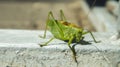 big green grasshopper on the pavement in the sun,