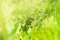 Big green grasshopper sitting on a green leaf in beautiful sunlight macro close-up background with blurred green soft focus