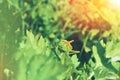 Big green grasshopper sitting on a green leaf in beautiful sunlight macro close-up background with blurred green soft focus Royalty Free Stock Photo