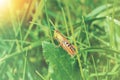 Big green grasshopper sitting on a green leaf in beautiful sunlight macro close-up background with blurred green soft focus Royalty Free Stock Photo