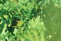 Big green grasshopper sitting on a green leaf in beautiful sunlight macro close-up background with blurred green soft focus Royalty Free Stock Photo