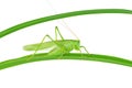 Big green grasshopper sitting on green leaf isolated on white Royalty Free Stock Photo