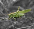A big green grasshopper sitting on a wheat branch Royalty Free Stock Photo